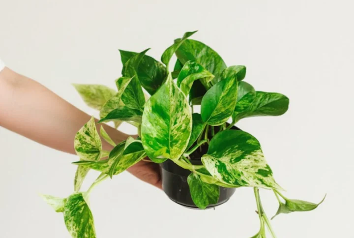 Epipremnum Marble Queen - kamerplant in een Artena-bloempot