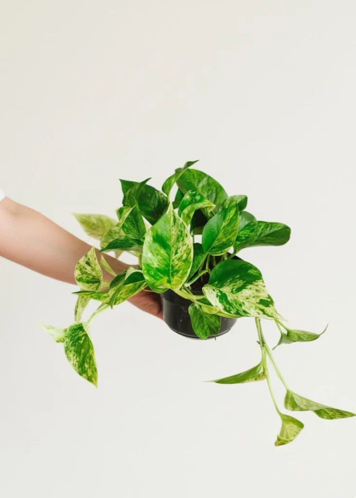 EPIPREMNUM MARBLE QUEEN