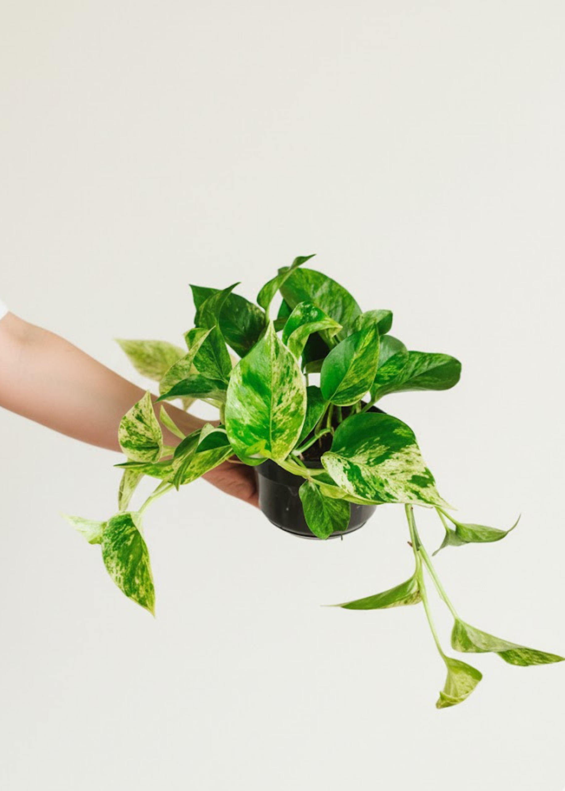 Epipremnum Marble Queen - plante intérieur jardinière Artena