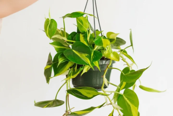 Philodendron scandens Brazil - two-tone plant by Artena