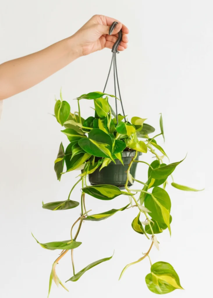 PHILODENDRON SCANDENS BRAZIL