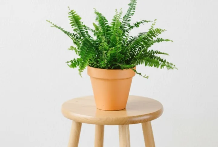 Helecho de Boston: una planta frondosa que aporta un toque de verdor