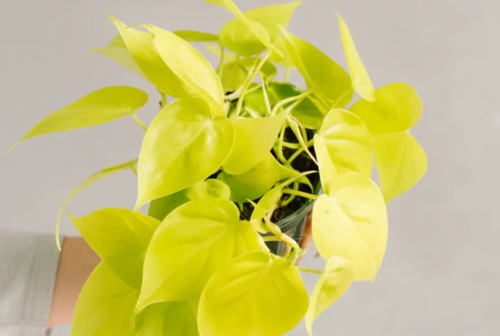 Philodendron Lime - feuillage vert citron tableau végétal