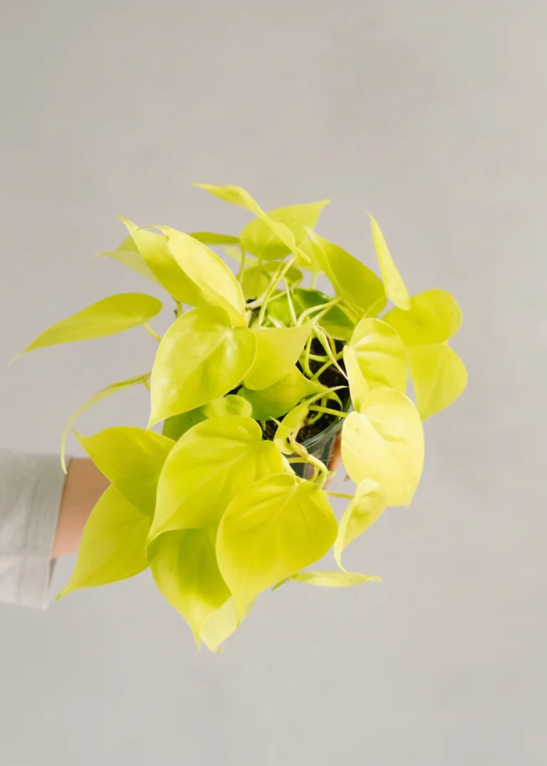 Philodendron Lime