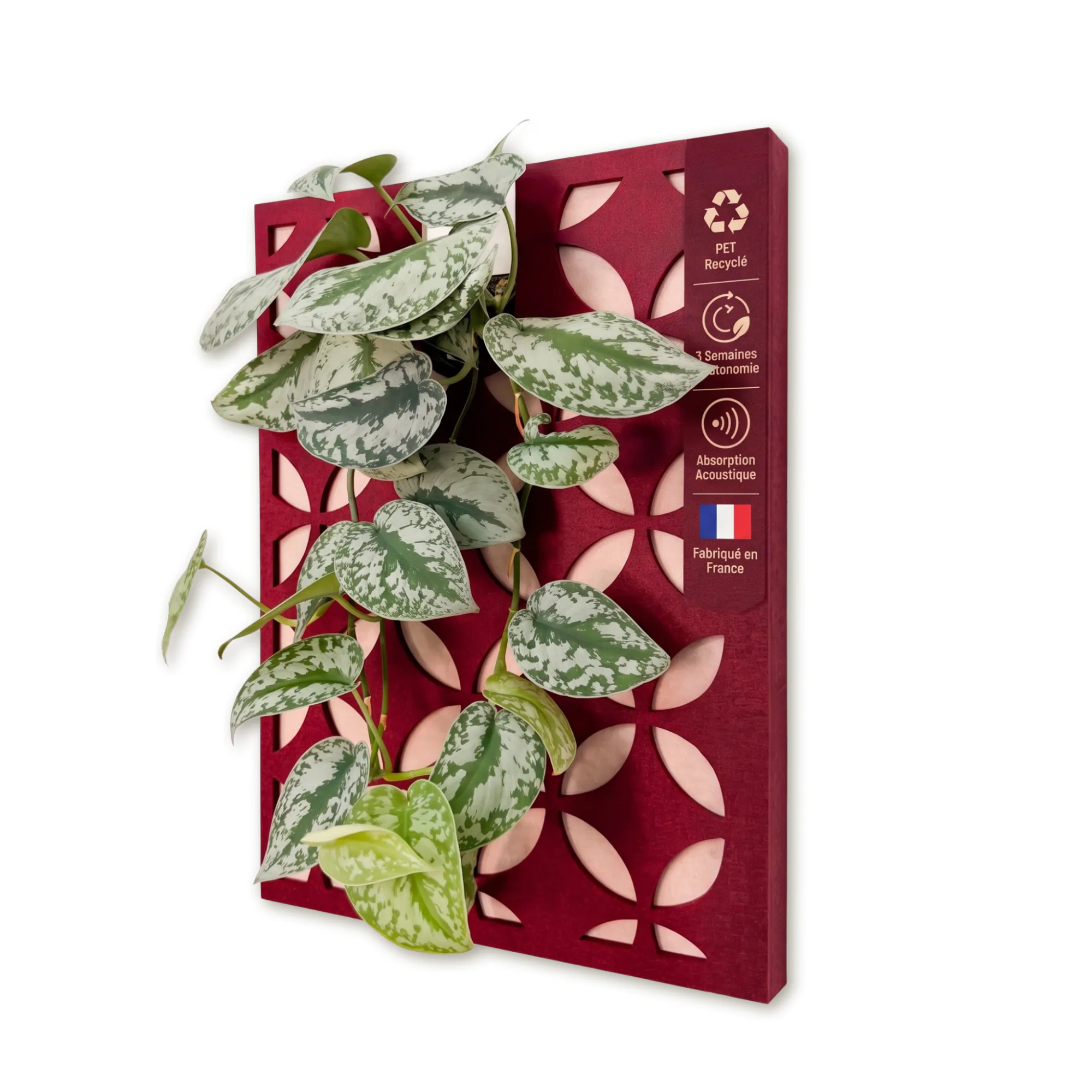 Tableau végétal plantes vivantes – Retro Grenat
