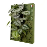 Tableau végétal vivant – Retro – Vert forêt